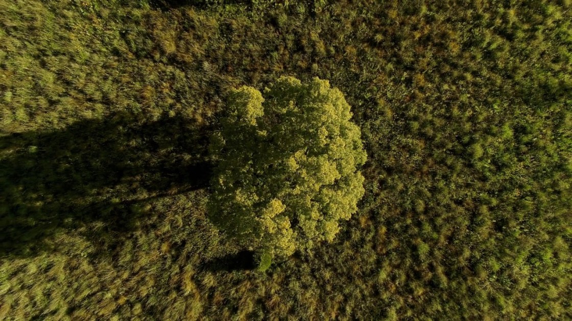 Fink - Bloom Innocent